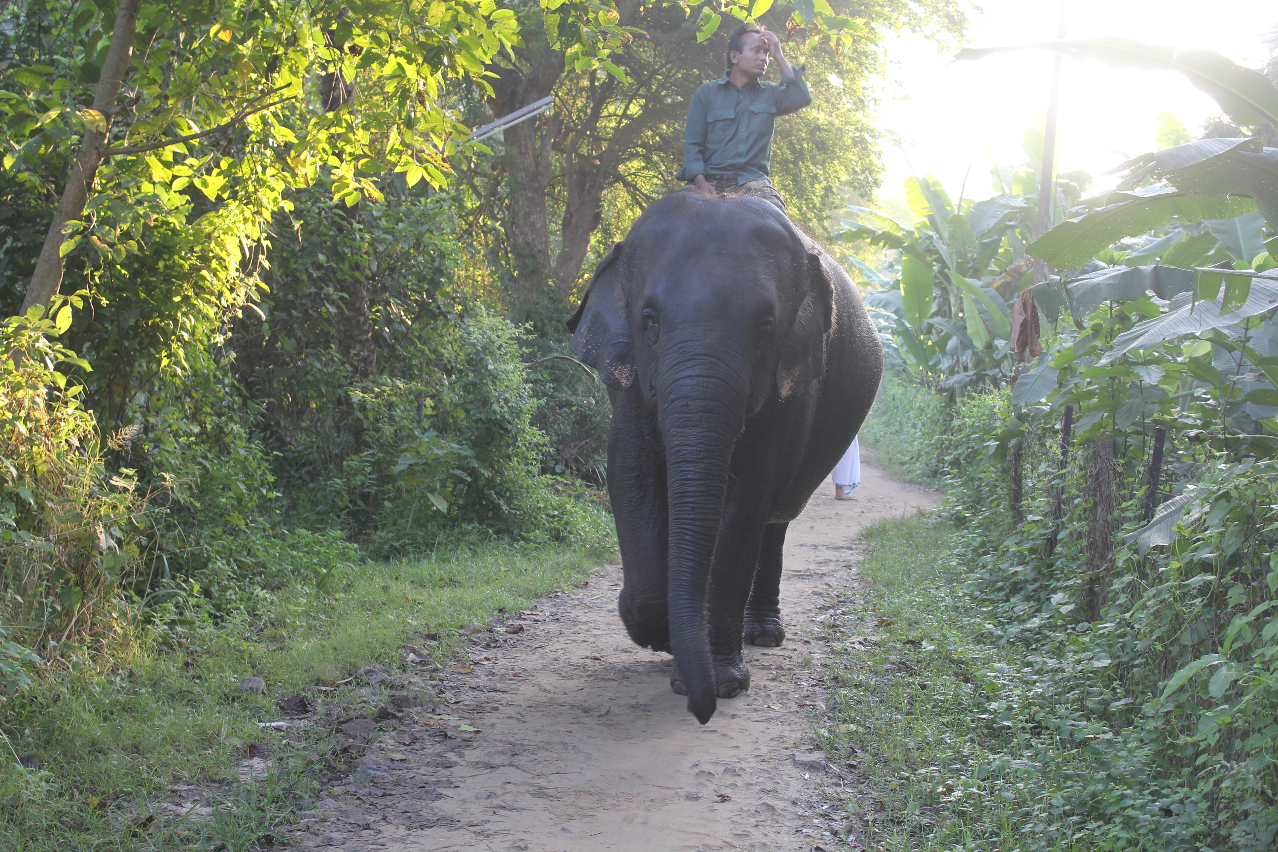 The Elephant The Rider And The Path Residential Systems