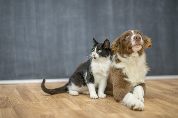 Frenemies – Cat and Dog