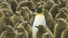 Differentiate - Stand Out from the Rest